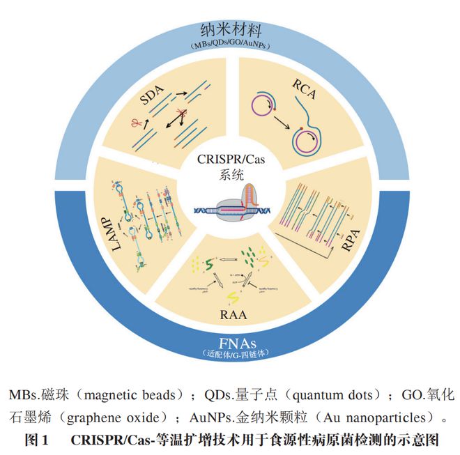 《食品科学》：东北农业大学张微副研究员等：CRISPRCas-等温扩增技术在食源性病原菌检测中的研究进展(图2)