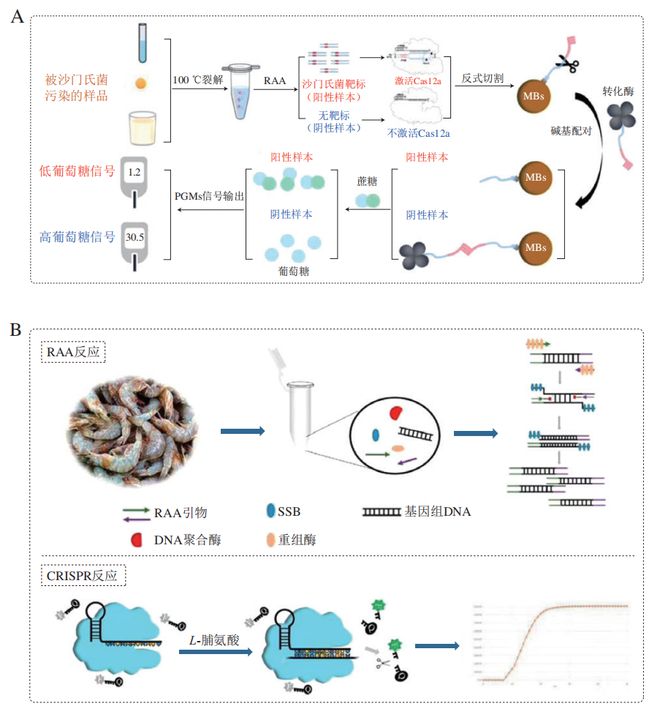 《食品科学》：东北农业大学张微副研究员等：CRISPRCas-等温扩增技术在食源性病原菌检测中的研究进展(图5)