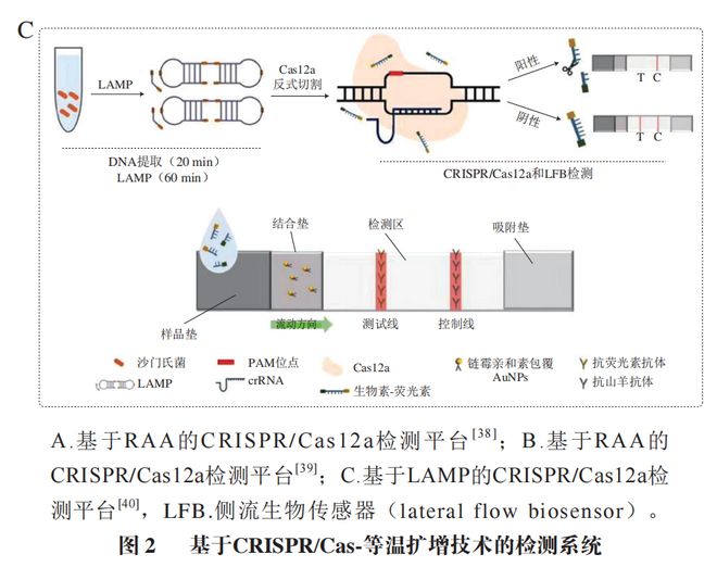 《食品科学》：东北农业大学张微副研究员等：CRISPRCas-等温扩增技术在食源性病原菌检测中的研究进展(图6)