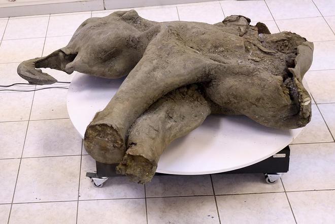美生物技术公司估值超百亿美元目标四年内“复活”猛犸象(图2)
