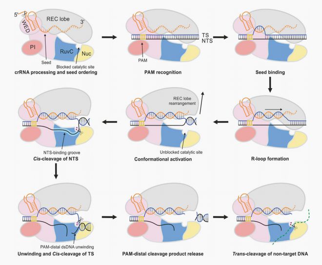 一文让你轻松读懂CRISPR检测技术原理(图3)