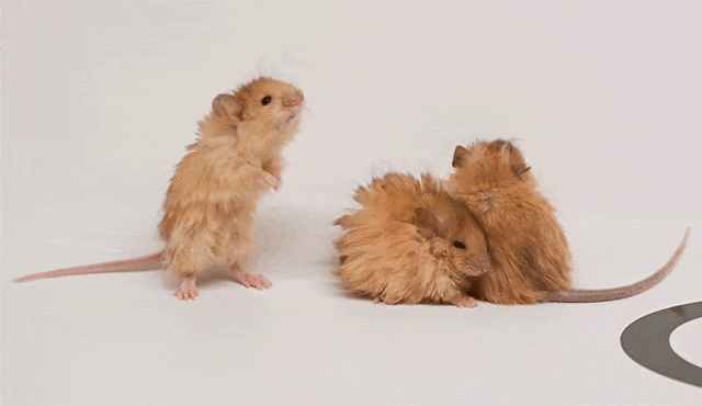 世界首次！乔治·丘奇团队“复活”已灭绝一万多年的“冰原狼”计划2028年复活猛犸象(图5)