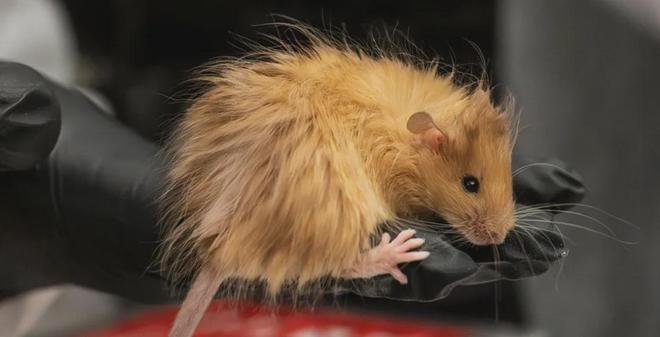 世界首次！乔治·丘奇团队“复活”已灭绝一万多年的“冰原狼”计划2028年复活猛犸象(图4)