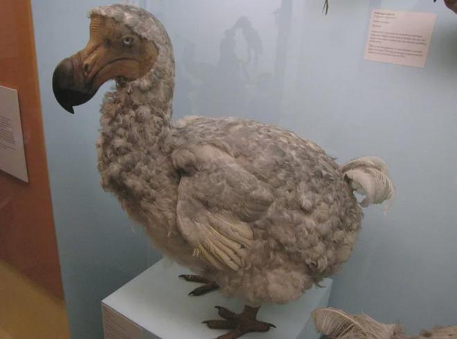 世界首次！乔治·丘奇团队“复活”已灭绝一万多年的“冰原狼”计划2028年复活猛犸象(图7)