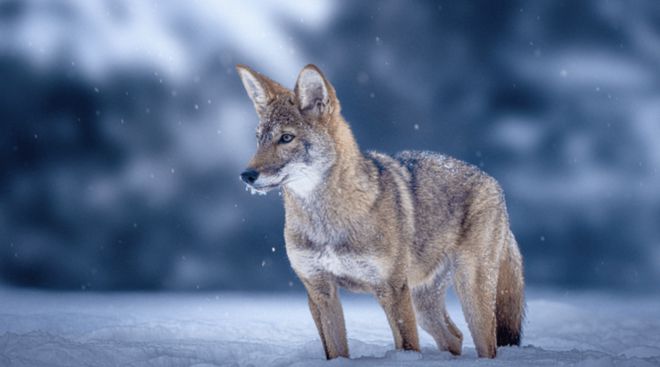 世界首次！乔治·丘奇团队“复活”已灭绝一万多年的“冰原狼”计划2028年复活猛犸象(图9)