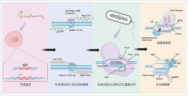 科学通报猪多能干细胞与基因编辑技术创新及应用(图2)
