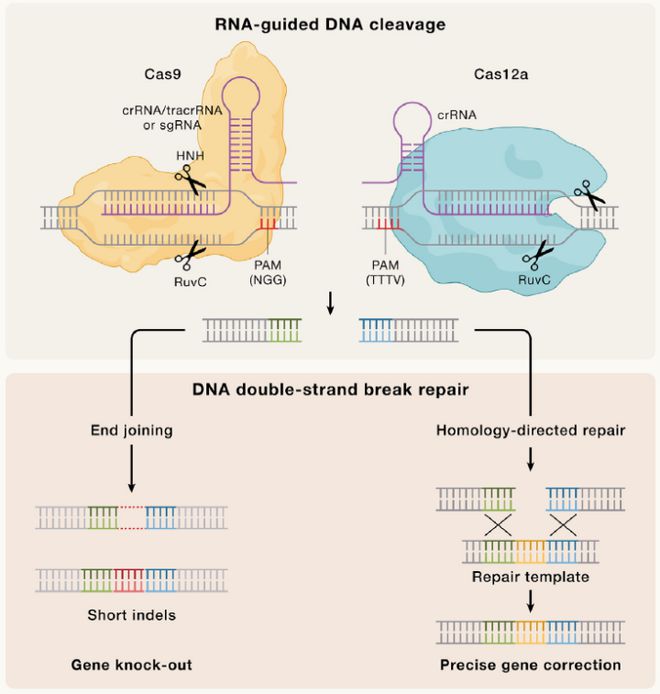Cell｜CRISPR基因编辑技术的过去、现在和未来(图2)
