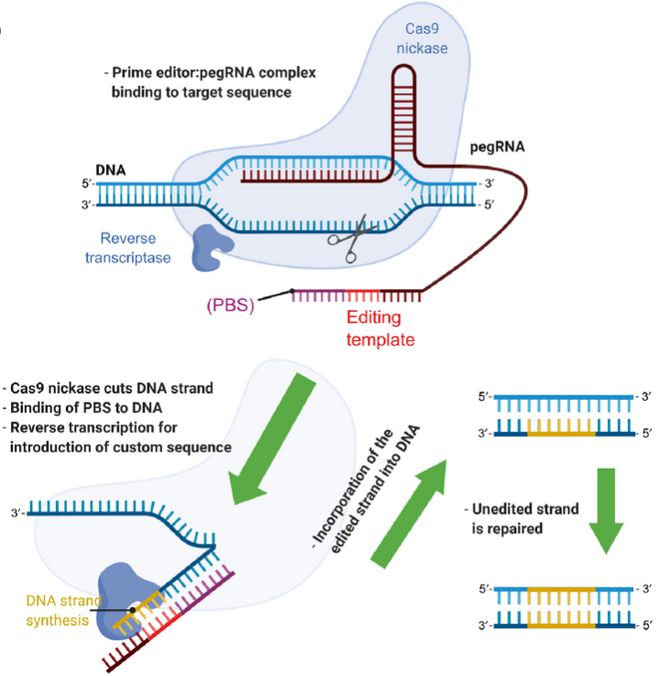 Cell｜CRISPR基因编辑技术的过去、现在和未来(图5)