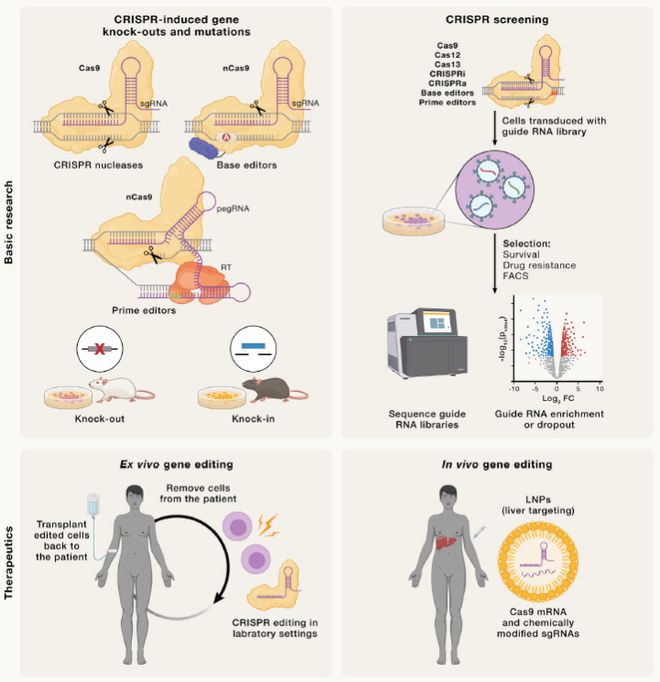 Cell｜CRISPR基因编辑技术的过去、现在和未来(图6)