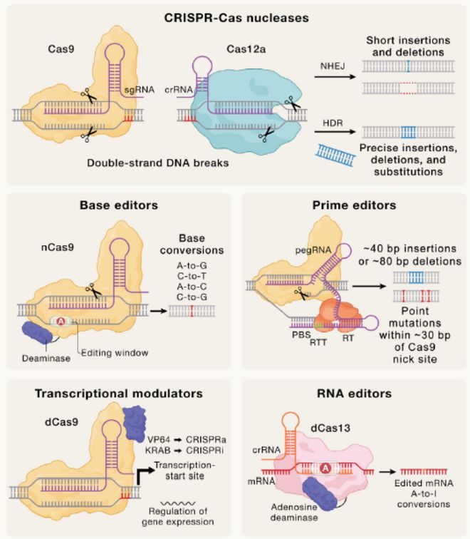 Cell｜CRISPR基因编辑技术的过去、现在和未来(图4)