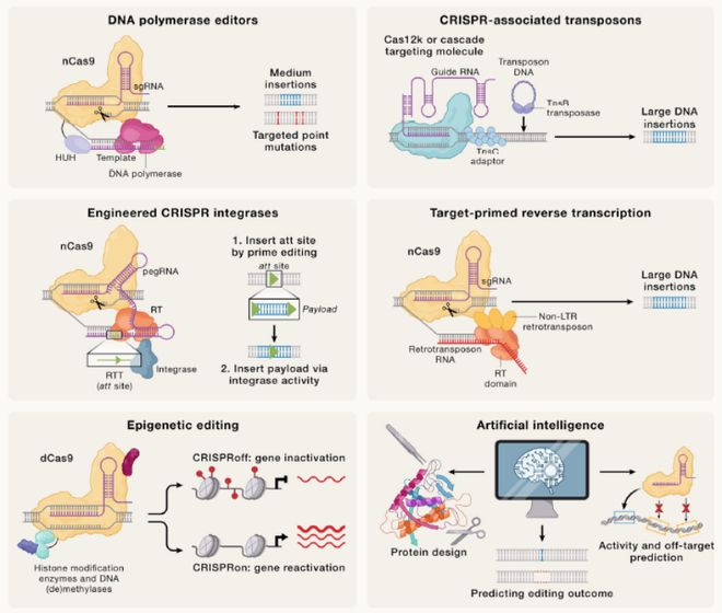 Cell｜CRISPR基因编辑技术的过去、现在和未来(图7)