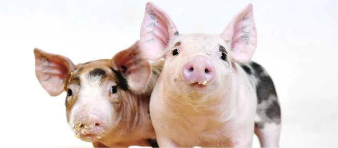 美国批准CRISPR基因编辑猪用于食品未来或将为养猪业带来变革(图1)