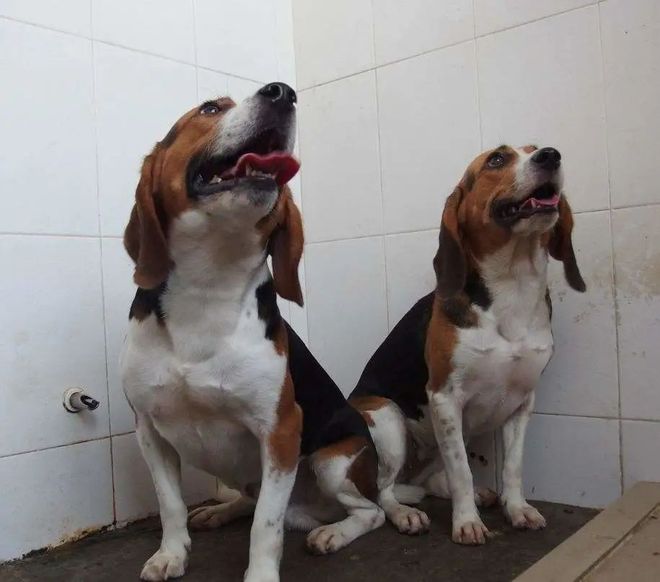 CRISPR技术及其应用CBInsights深度解析(图4)