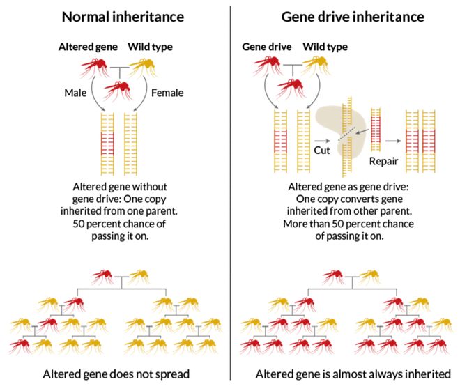CRISPR技术及其应用CBInsights深度解析(图8)